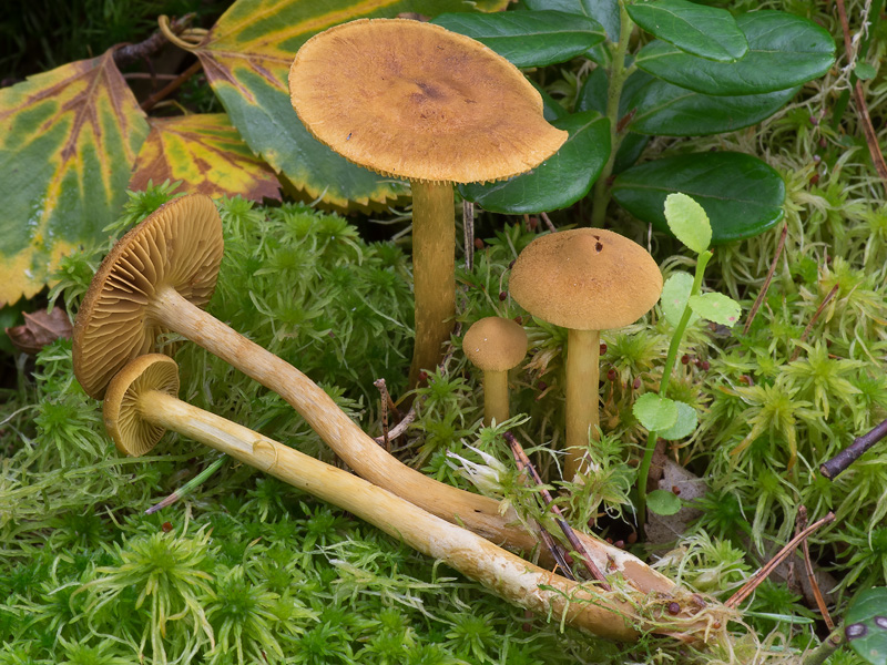 Cortinarius tubarius